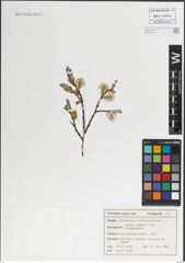 Foto von Salix laggeri Wimm.